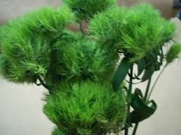 We are a wholesale florist and have been providing flowers for weddings, parties and special events in charleston for over 40 years. Flowers Dianthus Green Trick 10 Stems