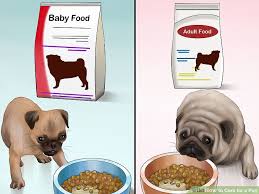 4 Ways To Care For A Pug Wikihow