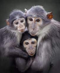 Monkeys And Primate Cousins Susse Tiere Bedrohte Tiere Primaten