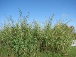 Image result for Cenchrus purpureus