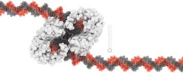 Tn5 Transposase The Enzyme That Helps Bacteria To Share Antibiotic Resistance Genes