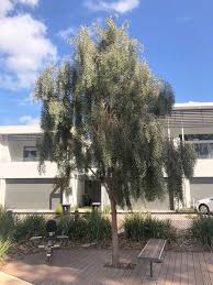 Maybe you would like to learn more about one of these? Acacia Pendula Botanix Plant Supply