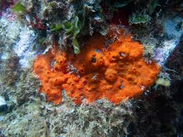 Image result for Crambe kilimandscharica