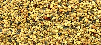 Image result for Crotalaria ochroleuca