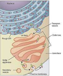 Golgi Apparatus Wikipedia The Free Encyclopedia Endomembrane System Science Cells Teaching Biology