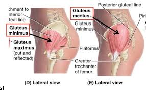 The muscles of the pelvis, hip and buttock anatomical chart shows how each muscle in this area of the body works with the others, and the various minor systems within the major ones. Hip Pain Treatment Tulsa Chiropractic Rehab