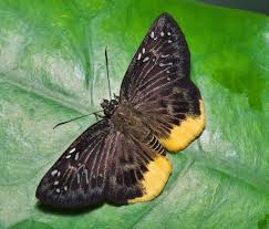 Image result for Trichoneura