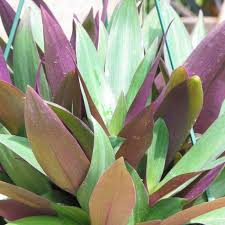 8 × 13cm pots available to order from summer buy petunia 'potunia purple halo' (potunia series): Moses In A Cradle Hanging Basket