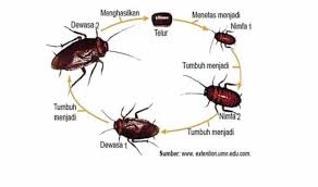 Umumnya, hewan dengan metamorfosis yang tidak sempurnalah yang tidak memiliki fase pupa. Metamorfosis Sempurna Dan Tidak Pengertian 12 Contoh Gambar