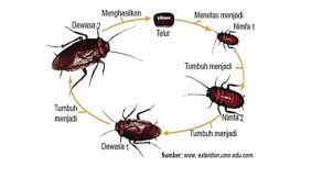 Kelompok hewan dengan metamorfosis tidak sempurna ditandai dengan tidak mengalami fase pupa/kepompong. Metamorfosis Sempurna Dan Tidak Pengertian 12 Contoh Gambar