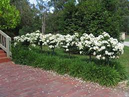 Flower Carpet White Roses Planted As Standards Underplanted With Agapanthus Ground Cover Roses Easy Garden Urban Garden