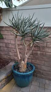 Image result for Aloidendron