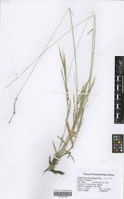 Image result for Urochloa serrata