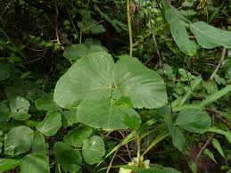 Image result for Mucuna poggei