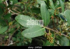Image result for Rhoicissus revoilii