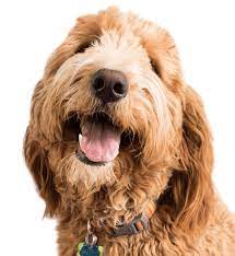 Maybe you would like to learn more about one of these? Goldendoodle Puppies For Sale Adoptapet Com