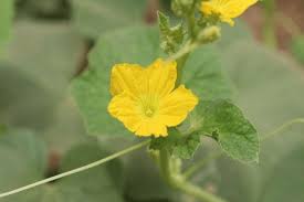 Image result for Cucumis myriocarpus