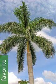 Image result for Roystonea oleracea