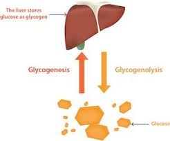 I'm glad you find it both effective. Glycogenolysis Definition And Overview Diabetes Self Management