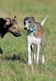 #greyhoundmovie, starring @tomhanks, coming july 10 to apple tv+. Dsc 8983 Deutscher Langhaar Whippet Club E V Flickr