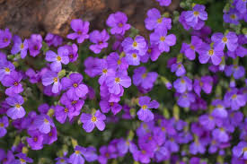 Bunch of small purple flowers. Plants A To Z Find Plant Names By Letter
