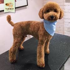 More About The Very Smart Poodle Puppy Exercise Needs Poodlepup Poodle Hnp Toypoodle Mini Poodle Puppy Poodle Haircut Toy Poodle Haircut