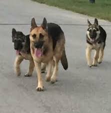 Located just se of san antonio texas, you are more then welcome to come visit our dogs with appointment. Pets For Adoption At German Shepherd Rescue Central Texas In Dripping Springs Tx Petfinder