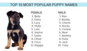 One of my own beloved dogs was named. Most Popular Puppy Names Of 2012 Puppy Names Dog Names Popular Dog Names