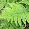 It is native to eastern asia. Https Encrypted Tbn0 Gstatic Com Images Q Tbn And9gcskt7niz1roaw1h6rnzkusqyvpsdl2yw7f V3j Crrebmxmqh0t Usqp Cau