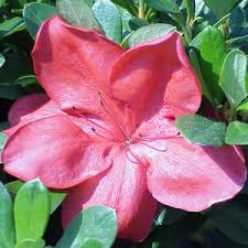Marie iannotti is an author, photographer, and speaker with 27 years of experience as a cornell there are more sources, listing which plants are poisonous and what problems they cause, listed at. Azalea Keep Form Simple Toxic Plants For Cats Cat Safe Plants Azaleas