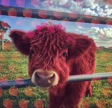 | see more dangerous cow wallpapers, cow print wallpaper, cow wallpaper, farm cow wallpaper, krishna cow wallpaper. Strawberry Cow Cute Fluffy Baby Cows Wallpaper Novocom Top