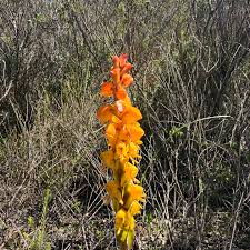 Image result for Satyrium buchananii