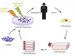 The development of other cells is facilitated by the initial multiplication that takes at the tip, from the undifferentiated meristematic cells to form other specialized cells and cell tissues. 3d Culture For Cells Methods And Applications A Short Review Elveflow