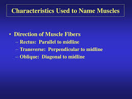 Muscles, connected to bones or internal organs and blood vessels, are in charge for movement. Ppt Introduction To Muscles Powerpoint Presentation Free Download Id 158402