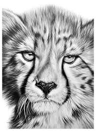 Black And White Cheetah Drawing Pin On Art
