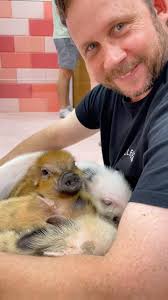 Harujuku Takeshita Street and a cute lil visit to a Mini Pig Cafe 🐷🐽🇯🇵,  The lil piggies love to just pile