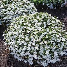 Image result for Lobelia fervens