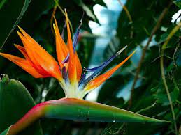 Bird Of Paradise Bloom My Fav Flower Birds Of Paradise Flower Paradise Wallpaper Winter Garden