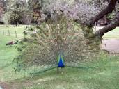 File:Peacock.jpg - Wikipedia