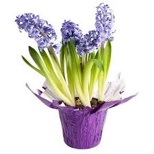 What other items do customers buy after viewing this item? Flowers At Lowes Foods Instacart