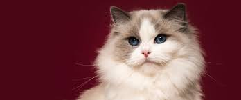 ‪The 4 Best Cat Breeds for First-Time Cat Owners | Hudson Animal Hospital‬‏