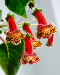 Image result for Kohleria