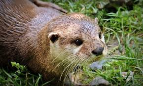 30 Animales Que Empiezan Con N Espanol E Ingles