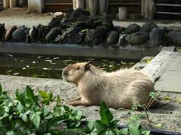 Hydrochoerus hydrochaeris, llamado comúnmente capibara, carpincho o chigüire,​es un roedor de la · uno de sus nombres comunes, «capibara», proviene del · el . Hintergrundbilder Japan Zoo Tokio Ueno Nippon Japon Giappone Tiergarten Nihon Carpincho Capybara Capibara Hydrochoerushhydrochaeris Uenozoo Djurpark Giardinozoologico Kapybara Parczoologique Capincho Jard Nzool Gico Onshiuenod