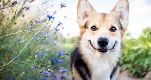 Unfortunately, corticosteroids can have side effects. Side Effects Of Steroids In Dogs Trudell Animal Health