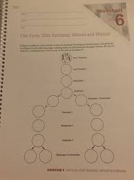 Cellular reproduction—growth and repair of cells diploid cells sexual reproduction—create gametes (haploid cells) from how many divisions are there? Worksheet 6 Section Cell Cycle Dna Synthesis Chegg Com