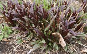 Below is a general guide for seasonal lawn services. Husker Red Foxglove Beardtongue Penstemon Digitalis Husker Red Wisconsin Horticulture