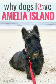 Dog Friendly Beach 8 Reasons Why Amelia Island Is A Treat For Dogs Dog Lovers Happy Go Doodle Dog Friendly Beach Dog Friendly Vacation Dog Friends