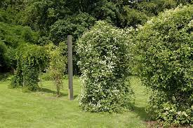 Maybe you would like to learn more about one of these? Gewohnliche Waldrebe Im Stadtpark Gutersloh Botanischer Garten