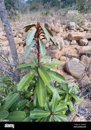 Image result for Englerophytum